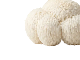 Lion’s Mane